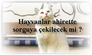 Hayvanlar ahirette sorguya cekilecek mi