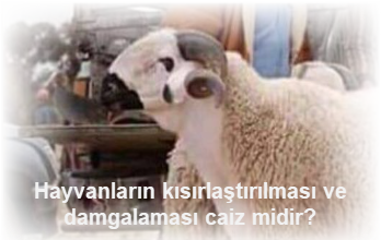 Hayvanlarin kisirlastirilmasi ve damgalamasi caiz midir