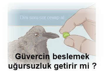 Guvercin beslemek ugursuzluk getirir mi