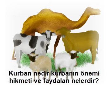 Kurban nedir kurbanin onemi hikmeti ve faydalari nelerdir