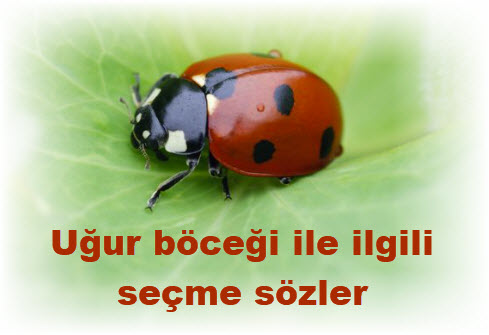 Ugur bocegi hakkinda secme sozler