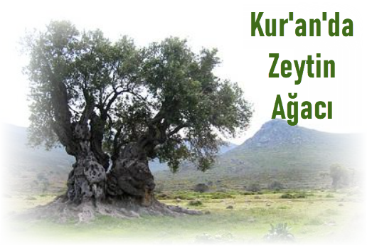 Kuranda Zeytin Agaci