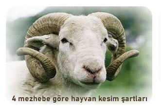 dort mezhebe gore hayvan kesim sartlari