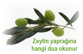 Zeytin yapragina hangi dua okunur