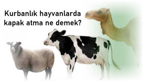 Kurbanlik hayvanlarda kapak atma ne demek